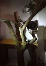Katzenbaum 1.webp