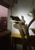 Katzenbaum2.webp