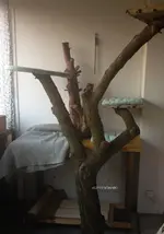 Katzenbaum3.webp