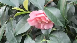 216.webp