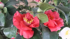 004.webp