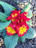 image.webp