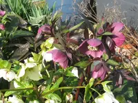 006_1024x768.webp