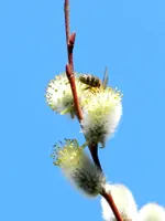 Bienen_0038.webp