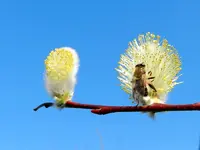 Bienen_0025.webp