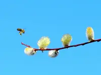 Bienen_0026.webp