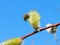 Bienen_0027.webp