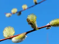 Bienen_0029.webp