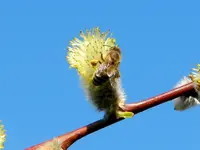 Bienen_0030.webp