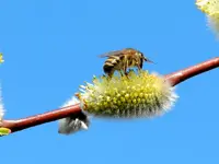 Bienen_0031.webp
