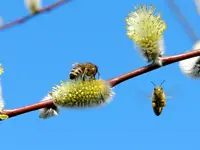 Bienen_0032.webp