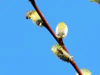 Bienen_0033.webp