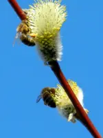 Bienen_0034.webp