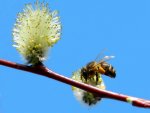 Bienen_0035.JPG