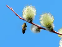Bienen_0036.webp