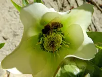 Christrose-Biene_0018.webp