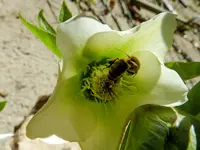 Christrose-Biene_0023.webp