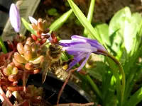 Scilla-Biene_0001.webp