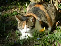 Mieze_0002.webp