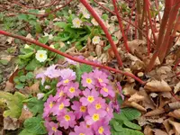 SAM_3183.webp