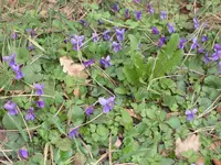 SAM_3182.webp