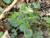 SAM_3184.webp
