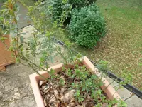 SAM_3190.webp