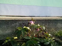 tmp_IMG_20140314_165517-1302191501.webp