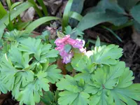 DSCN6760.webp