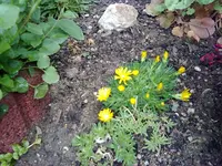 mittagsblume gelb.webp