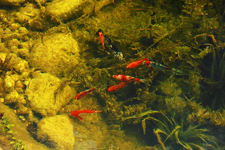 Fischis sind schon aus der Winterruhe aufgetaucht_900.webp