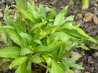 DSCN6764.webp