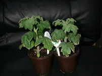 IMGP0108.webp