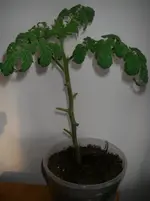IMGP0111.webp