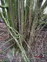 G_Wiese_Haselnuss_1__03.2014_mr.ditschy.webp G_Wiese_Haselnuss_1__03.2014_mr.ditschy.webp