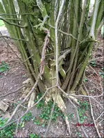 G_Wiese_Haselnuss_3__03.2014_mr.ditschy.webp G_Wiese_Haselnuss_3__03.2014_mr.ditschy.webp