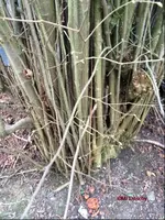 G_Wiese_Haselnuss_6__03.2014_mr.ditschy.webp G_Wiese_Haselnuss_6__03.2014_mr.ditschy.webp