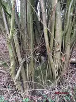 G_Wiese_Haselnuss_8__03.2014_mr.ditschy.webp