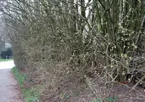 G_Wiese_Haselnuss_von_Feldweg_03.2014_mr.ditschy.webp
