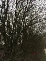 G_Wiese_Haselnuss_von_FeldwegStraße_03.2014_mr.ditschy.webp