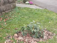 SAM_3209.webp