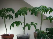IMGP0115.webp
