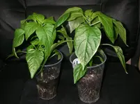 IMGP0117.webp