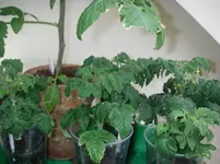 IMGP0122.webp
