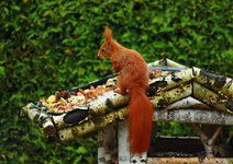 Fridolin im Vogelhaus2_900.webp