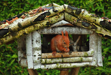 Fridolin im Vogelhaus1_900.webp