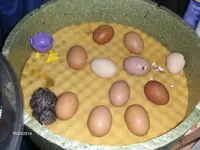 HPIM0281.webp