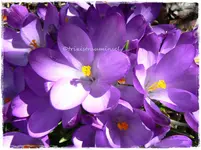 Frühling6.webp