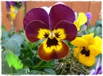 Frühling7.webp