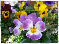 Frühling8.webp